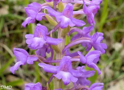 Gymnadenia conopsea  -  orchis moustique