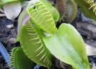 Plantes carnivores