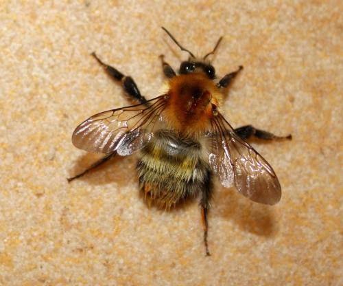 Quelques insectes de mon jardin vus cet été...