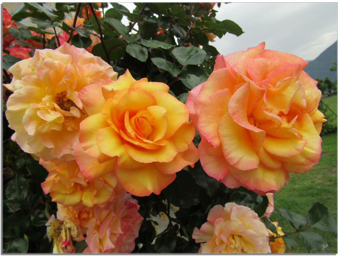 2024  LES ROSES DU JARDIN 