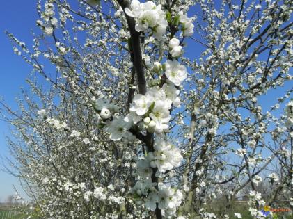 Le vendredi haïku chez Lenaïg, thème "le blanc au soleil"...