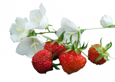 retour avec la fraise