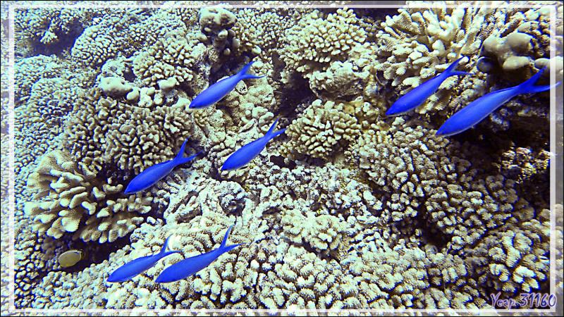 Anthias mauve, Amethyst anthias (Pseudanthias pascalus) - Passe Tumakohua (passe sud) - Atoll de Fakarava - Tuamotu - Polynésie française