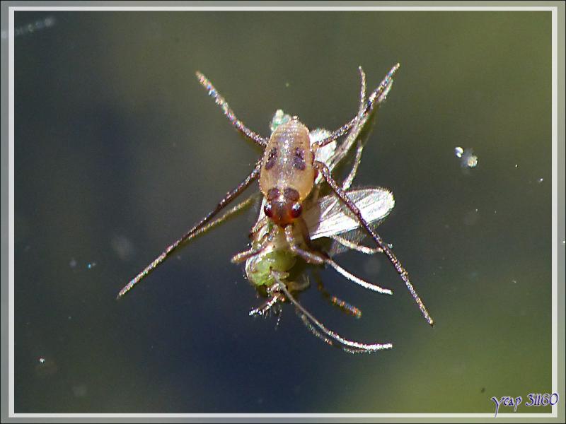 Larve de gerris (punaise aquatique faussement appelée araignée d'eau) - Lartigau - Milhas - 31