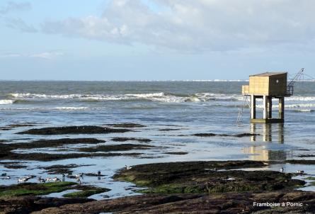 Oiseaux de la Tara à la Plaine/mer - 44 -