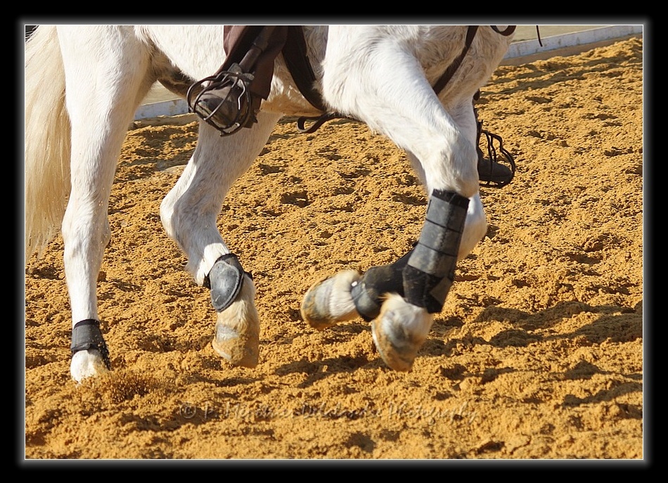 Equisud 2011 - En Camargue...
