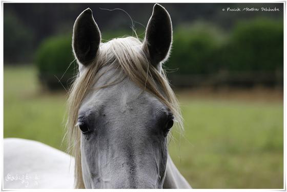 Portraits d'une jument Pur Sang Arabe (PSAr)