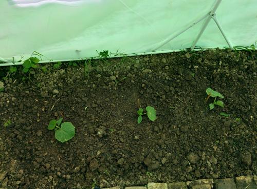 Notre potager 2015...