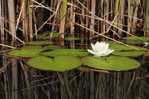 Fleurs cultivées : Nénuphar