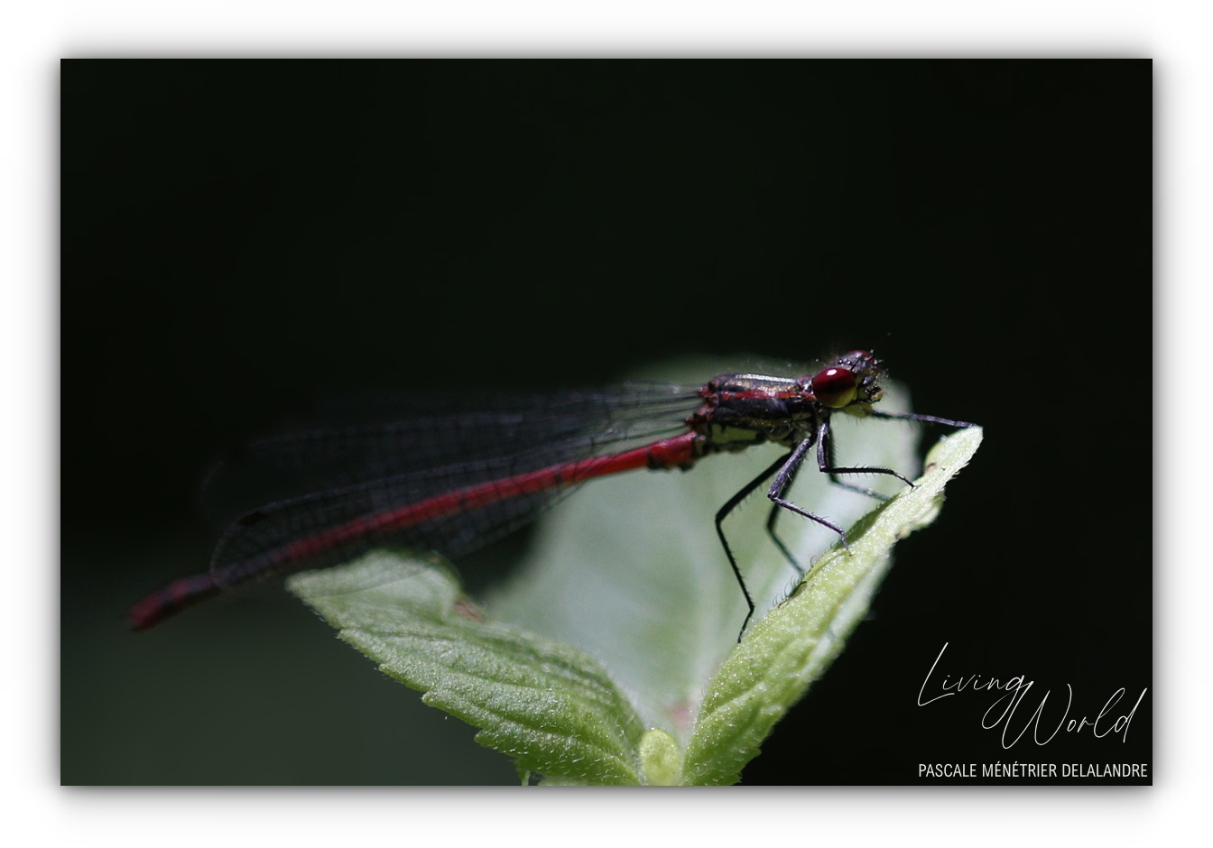 Nymphe au corps de feu - Pyrrhosome nymplula