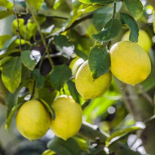Arbre fruitier  ; Citronnier