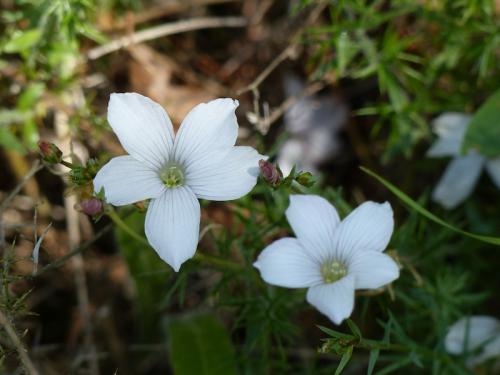Flore du Plan d'Aups