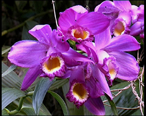 Sentiments de fleurs