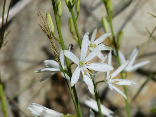 Fleurs du Champsaur (2)