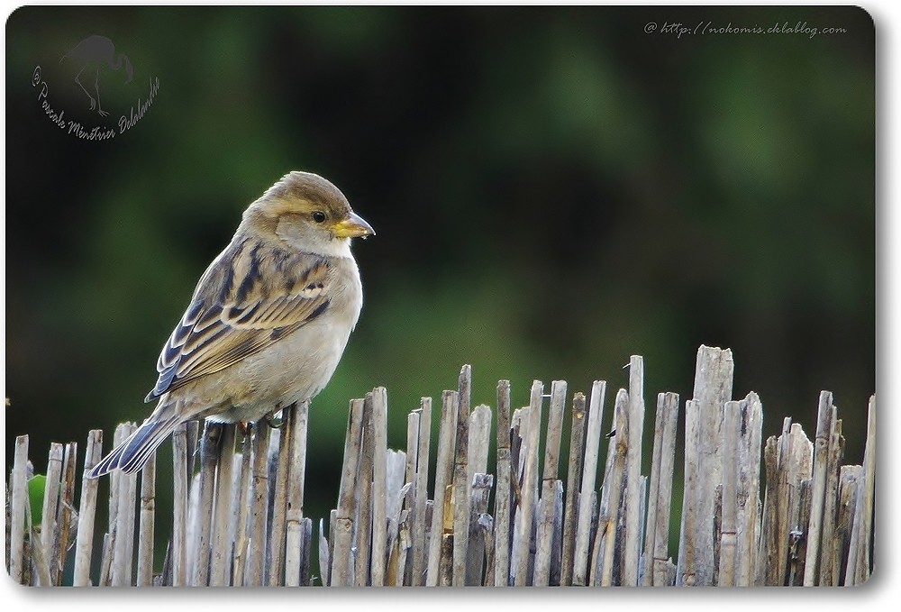 Couple de Passer domesticus- Moineaux domestiques...