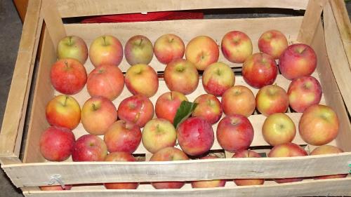 Pommes et coings au verger de Francorville