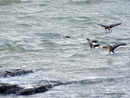Oiseaux du littoral de la côte de Jade - 2019
