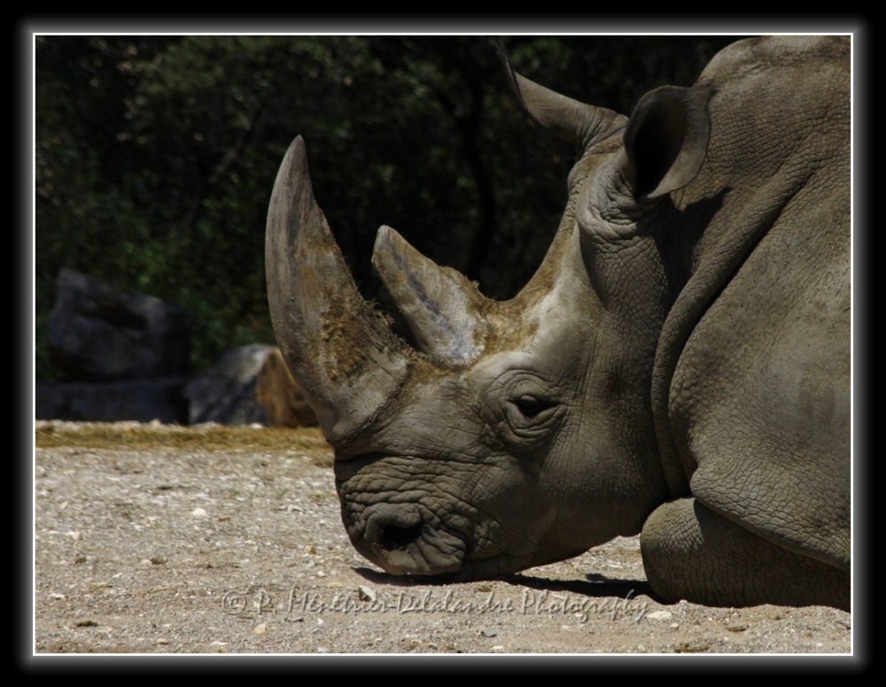 Rhinocéros...