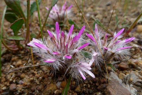 Fleurs cultivées : Ptilotus