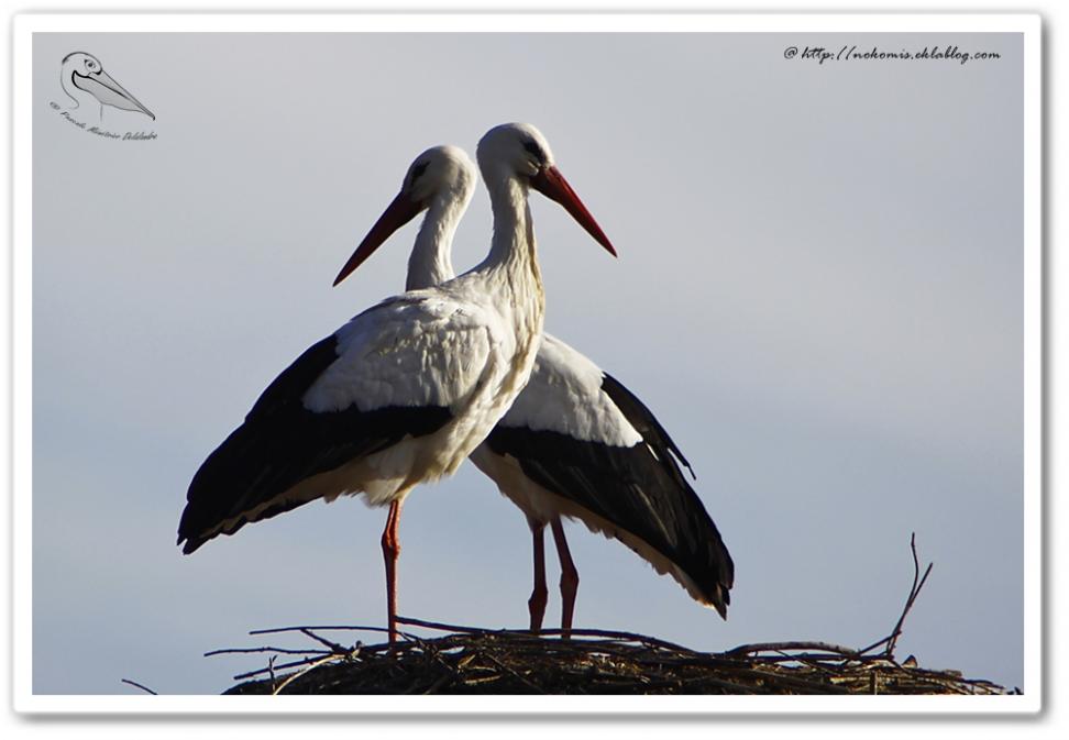 Cigogne blanche - Ciconia ciconia