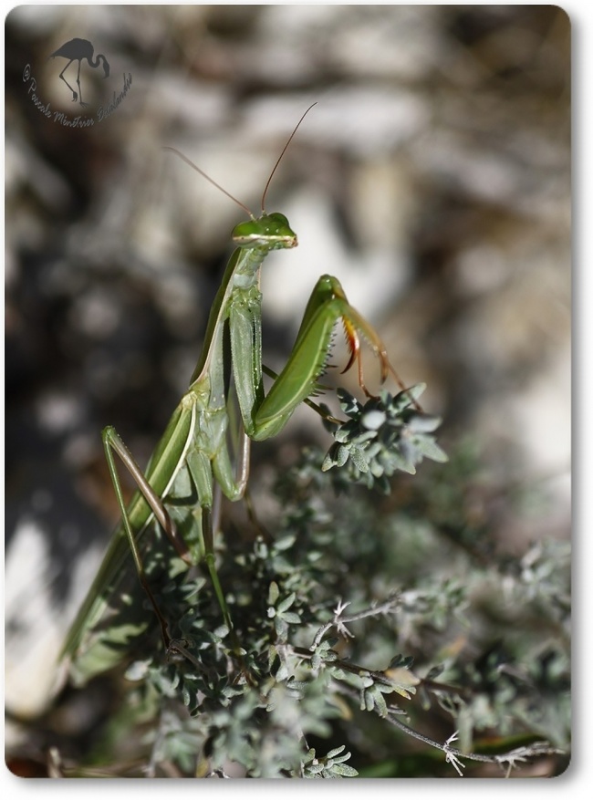 Mantis religiosa - Mante religieuse - forme verte