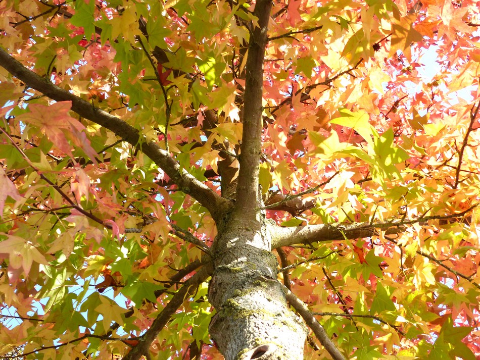 Dimanche 15 octobre, 26°