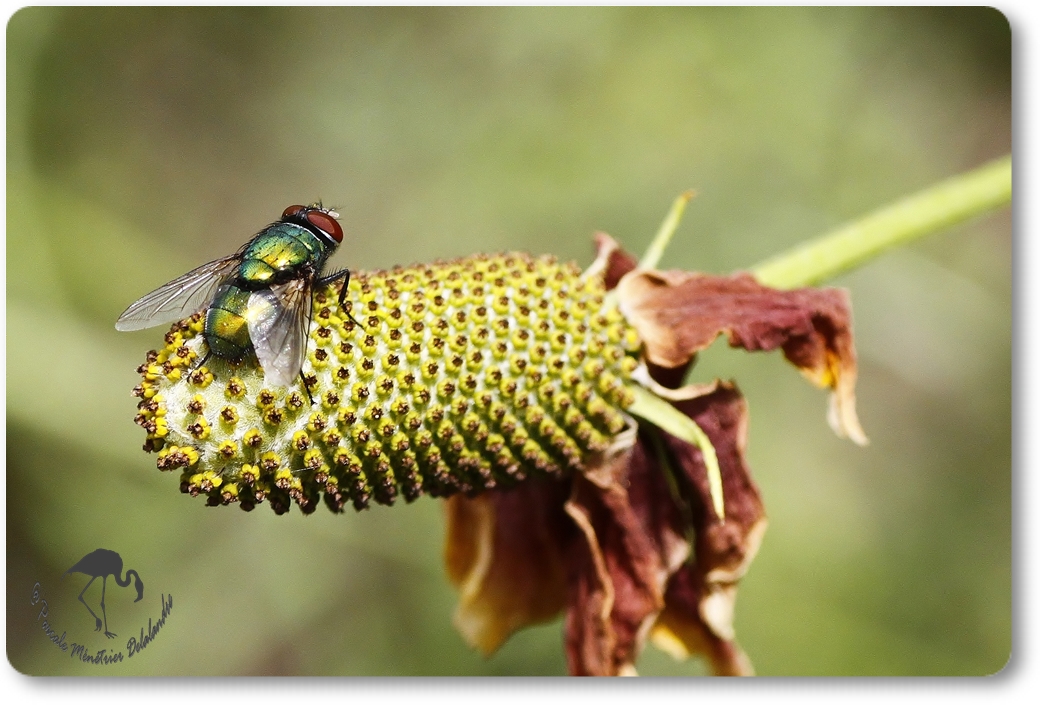 Mouche Lucilia sericata ?