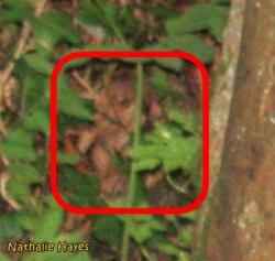 La Page de Nathalie Hayes