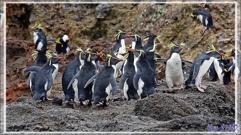Les Gorfous de Moseley de Pequena Point - Nightingale Island - Tristan da Cunha
