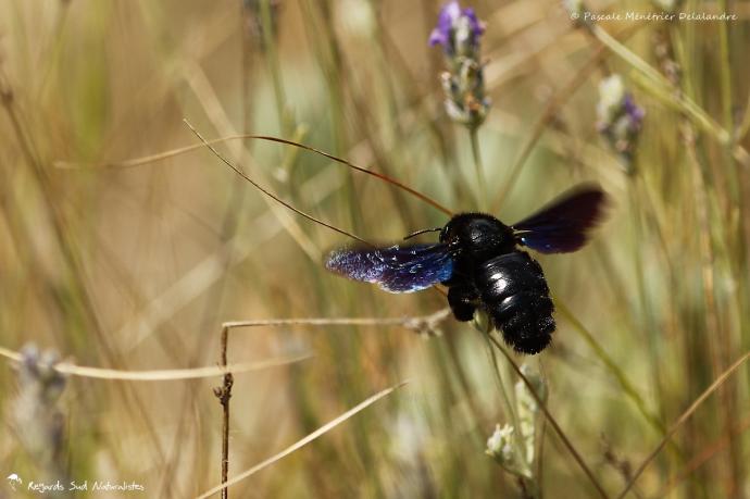 Abeille charpentière - Xylocopa violacea