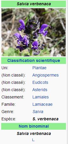 Sauge à feuilles de verveine - Salvia verbenaca