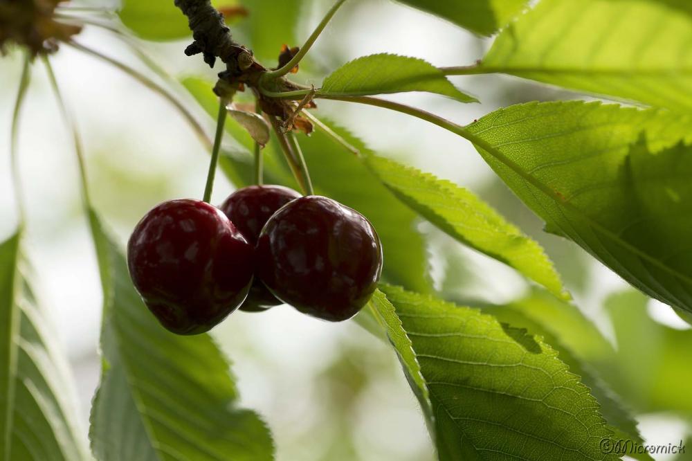 Cliquez sur l'image pour l'agrandir.