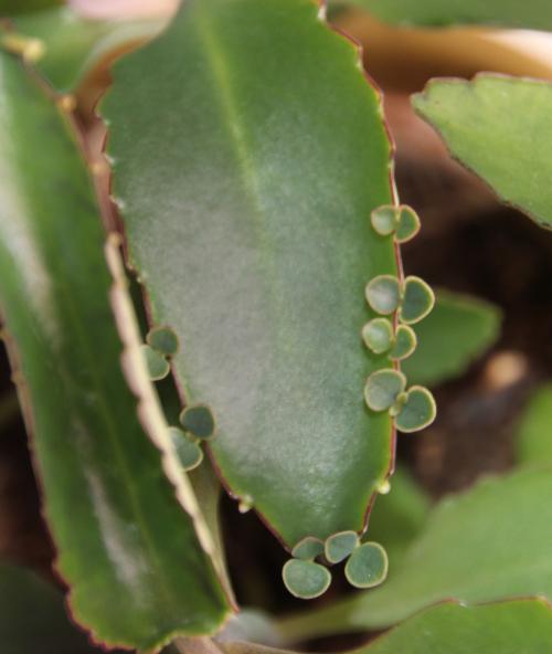 Le kalanchoé de Daigremont