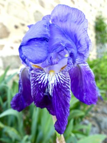 Langage bleu :
