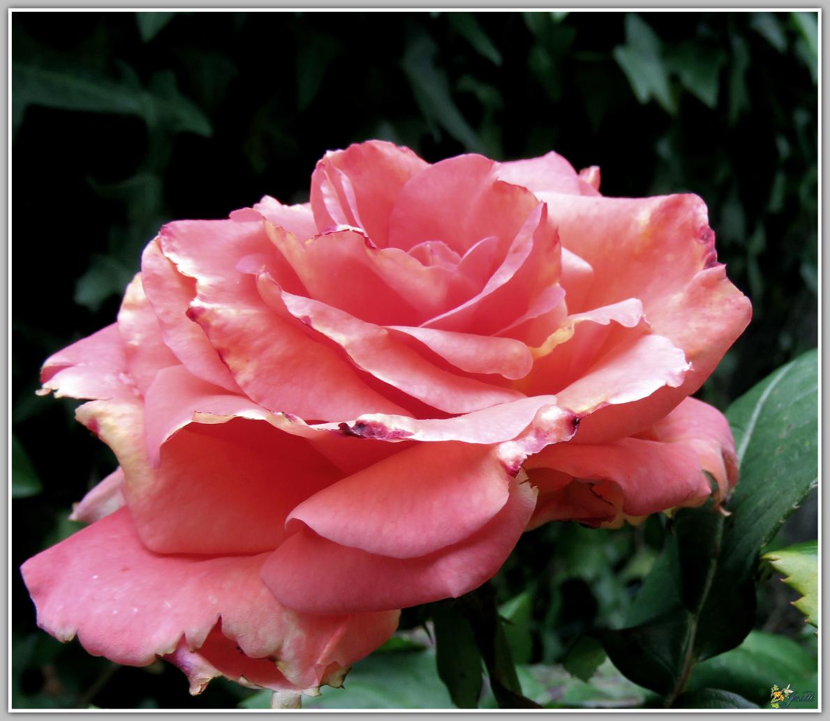  LE  COIN  DES  ROSES 2024