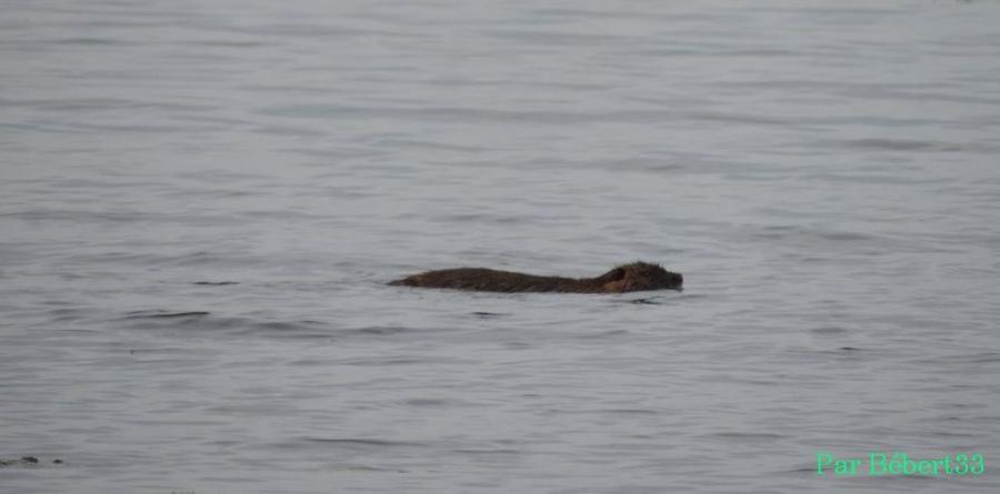le lac Léon dans les Landes (40)