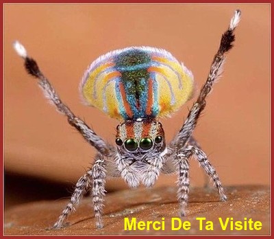 Insectes / arachnidée
