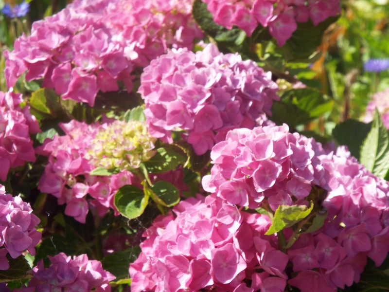 hortensia