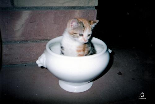 Le père Noël et le petit chat 