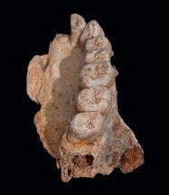 6- Homo sapiens et 2ème expansion hors d'Afrique