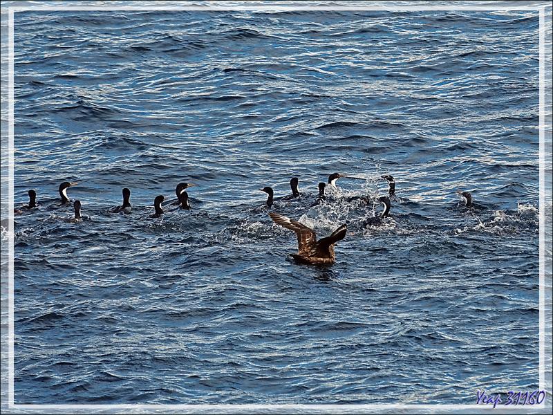 Pendant le changement de lieu de mouillage, nous pouvons observer des oiseaux marins, Cormorans et Pétrels entre autres - New island - Falkland (Malvinas, Malouines) - Grande-Bretagne
