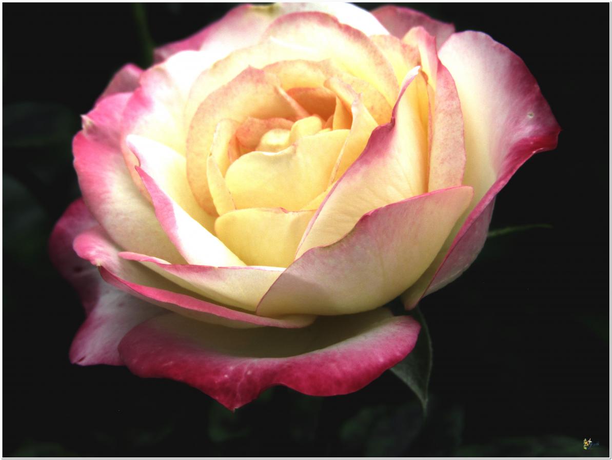 2024  LES ROSES DU JARDIN 