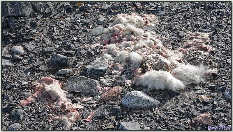 11/07/2024 : débarquement sur l'île Storøya (80° 04′ N, 28° 00′ E) - Svalbard - Norvège