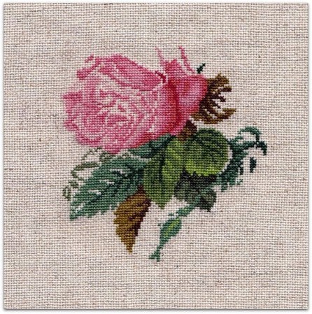 2-Roses-in-their-spendour-29.07.jpg