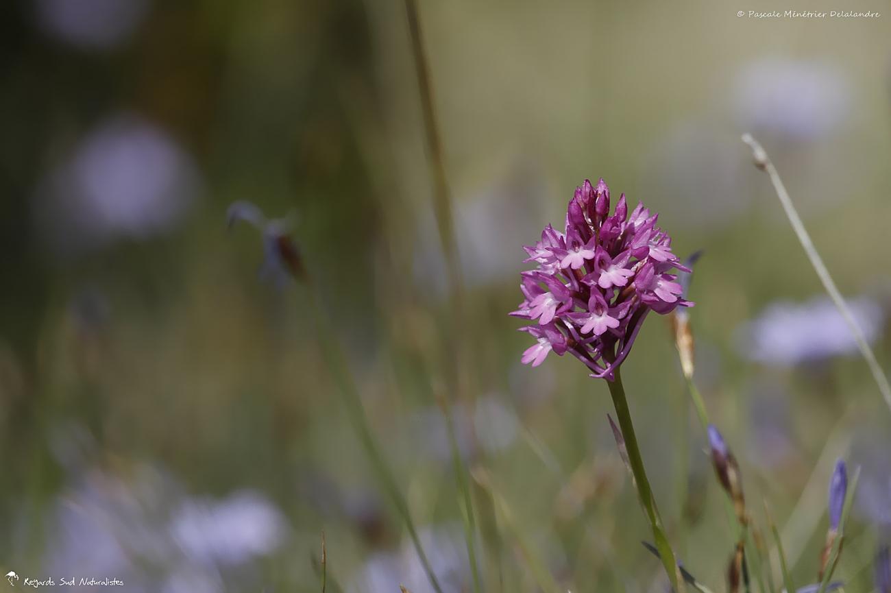 Orchis pyramidal