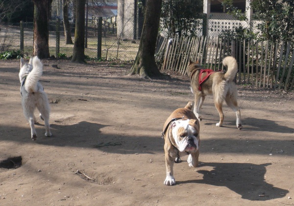 Jemma et Juli au parc à chiens