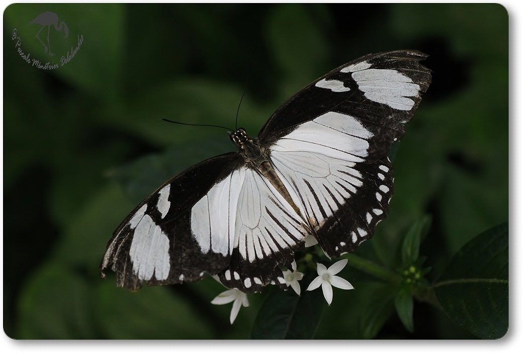 Euxanthe - nymphalidae - Kenya
