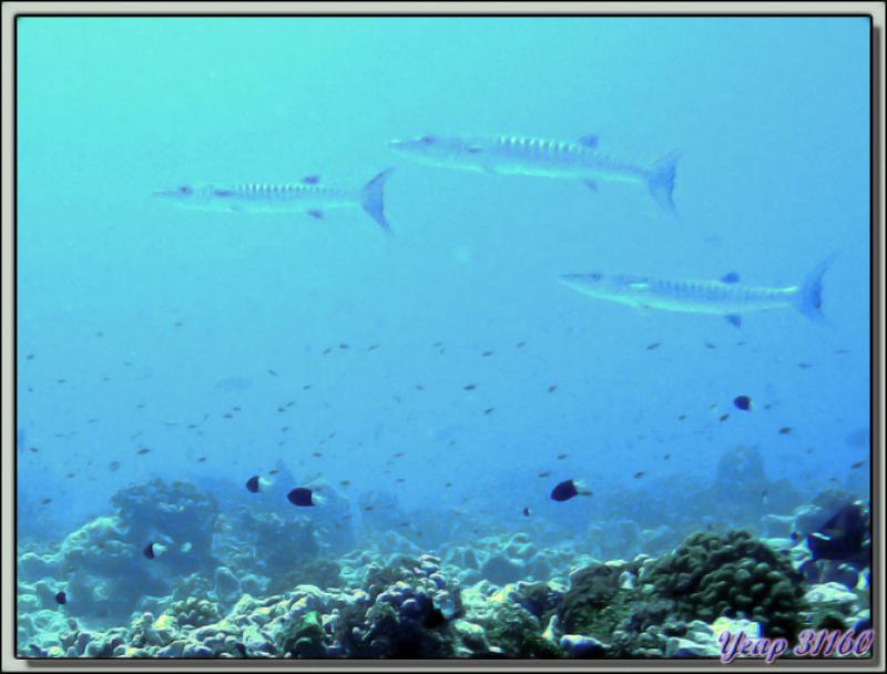 Plongée bouteille Passe de Tiputa : Baracudas (ou grandes bécunes) - Rangiroa - Tuamotu - Polynésie française