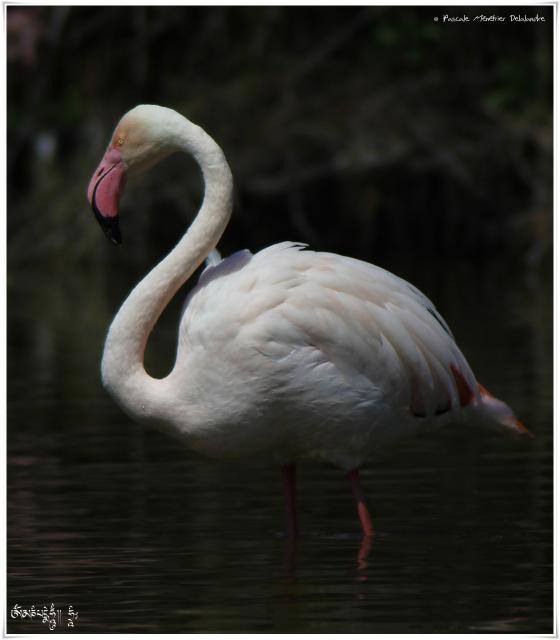 Flamant rose - Phoenicopterus roseus - Greater Flamingo