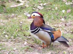 La cabane dans les arbres, à suivre ... 